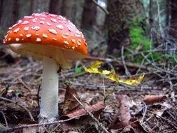 fly agaric on dry forest foliage