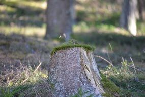 Tree Stump Mooshauberl