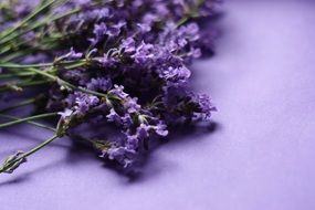 bouquet of lavender flowers