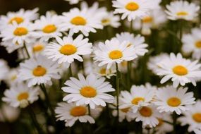 white daisies in the summer garden