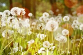 Dandelion Nature Spring