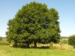 green tree summer nature landscape