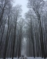 trees in winter fog