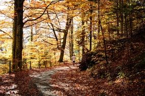 Beautiful landscape with the trail in the forest in autumn