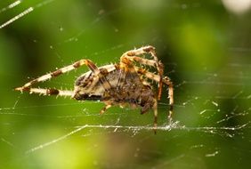big hairy spider on a transparent web close-up on blurred background
