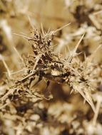 Diestel Straw Flower Dry macro photo