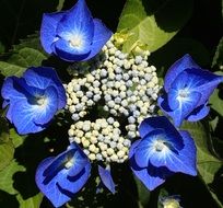 Hydrangea blue flowers
