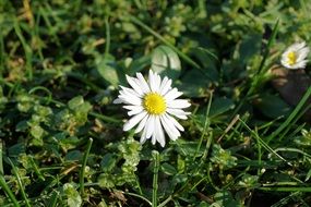 Beautiful white camomile flowers with yellow cores among green grass