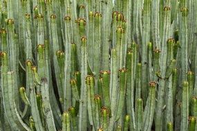 cacti on canary islands