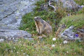 groundhog in a meadow in the Alps