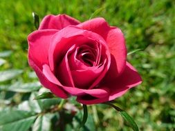 bright scarlet rose on a bush in the sunlight