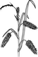 drawn fluffy grass seeds on the stem, illustration