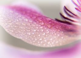 pale pink buttercup with purple streaks close-up