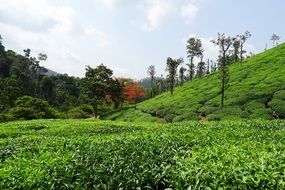 panorama of a tea plantation in the province of Karnataka