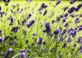 bloom of lavender in the garden close-up on blurred background