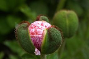 poppy blossom bud