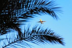 photo of a flying airplane through palm leaves