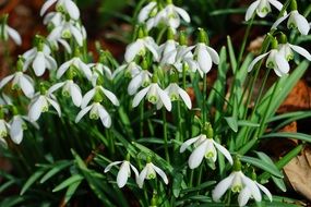 Beautiful white snowdrop flowers as a sign of spring