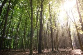 bright rays of the sun among forest trees