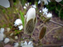 Star Magnolia Bud