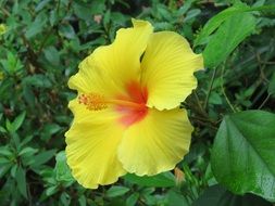 yellow flower in the botanical garden