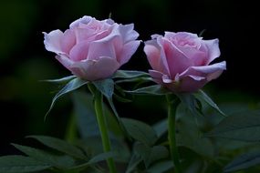 two pink roses on a bush