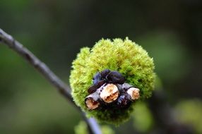 moss on a tree in the forest