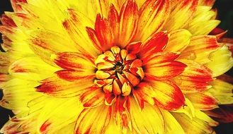 wallpaper with yellow summer flower