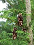 brown cones on an evergreen tree