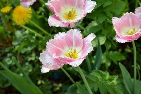 pale pink fringed tulips close up