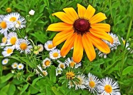 different flowers in the green grass