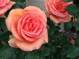 picturesque pink Rose
