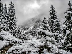 winter landscape snow mountain