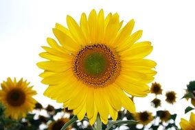 sunflower growing