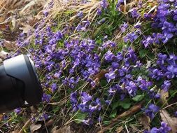 bright blue violets for a photo shoot