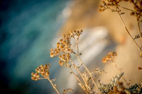 plant on the shores of the Mediterranean Sea in Italy