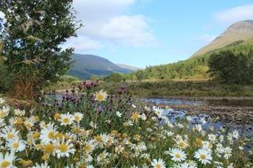 field of daisies in the highlands of scotland