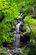quiet waterfall in dense forest