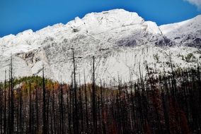 bare forest in front of white mountains at blue sky