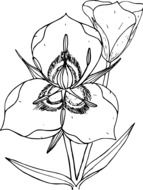 graphic image of a wild flower