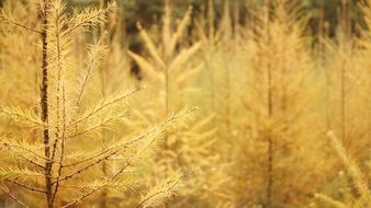 Tree Conifer