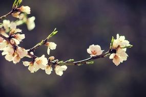 blooming tree in spring garden