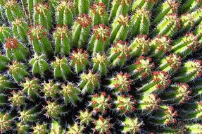 cacti in Lanzarote
