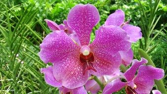 Beautiful pink orchid flower on a garden