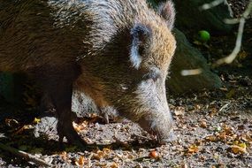 Boar Wild
