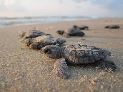 Sea turtles on the sandy beach