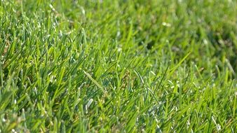 photo of green sheared lawn