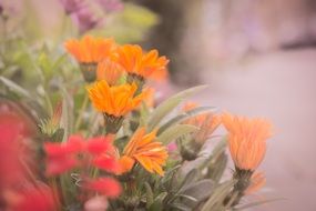 Orange and Red Flower in Haze closeup
