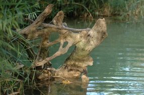 snag in the shape of a deer head in a pond