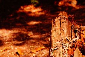 deforestation, rotten tree stump